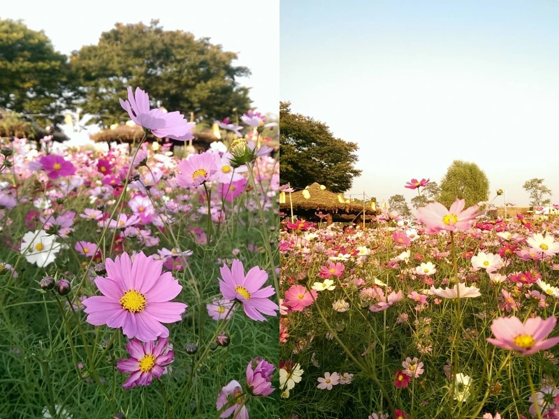 韓國首爾天空公園。