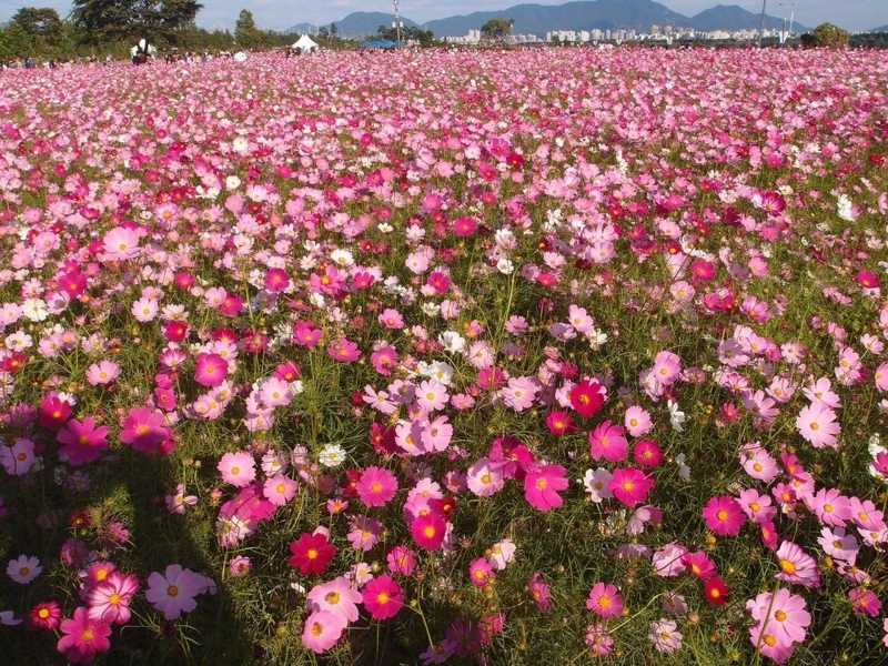 韓國首爾近郊的九里市民公園。 韓國首爾近郊的九里市民公園。