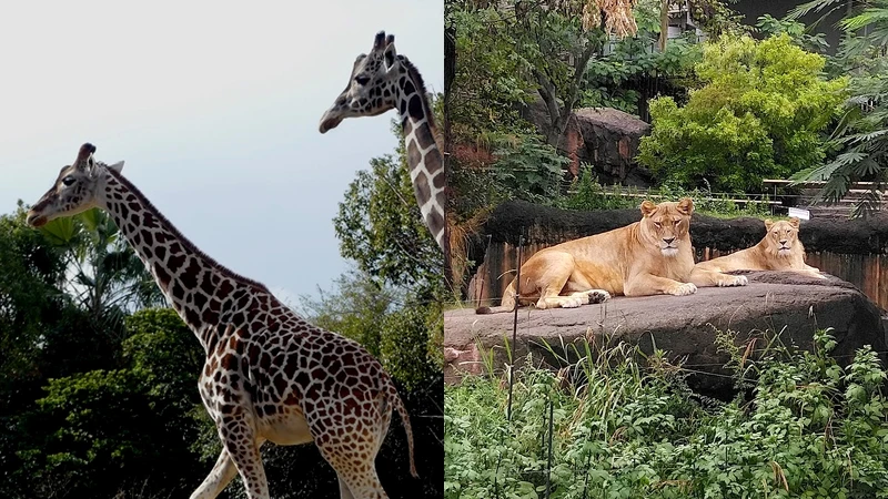 Photo//www.tennojizoo.jp Photo//www.tennojizoo.jp