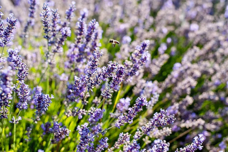 真正薰衣草。 真正薰衣草。