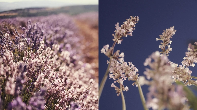 (左)南法普羅旺斯薰衣草花田交織白紫色情境、(右)L'OCCITANE歐舒丹白薰衣草。 (左)南法普羅旺斯薰衣草花田交織白紫色情境、(右)L'OCCITANE歐舒丹白薰衣草。