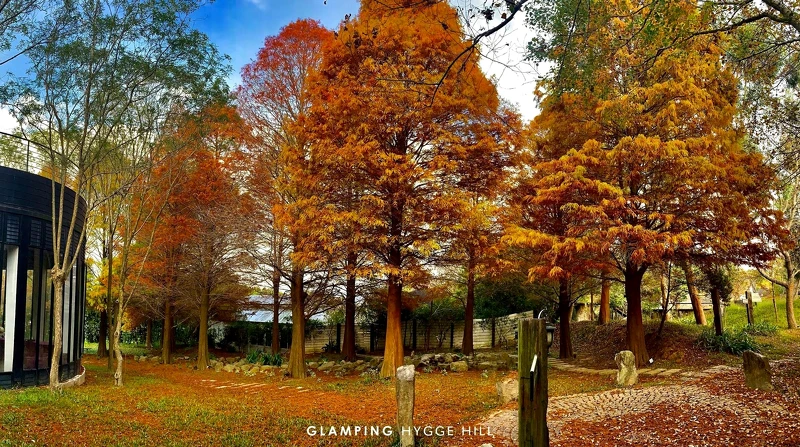 秋天更會有「落羽松」登場