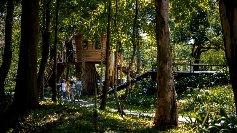 樹齡500年的樹屋