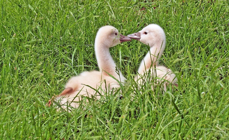 示意圖／翻攝自Pixabay作者kie-ker