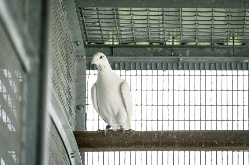 《一家子兒咕咕叫》比利時冠軍鴿