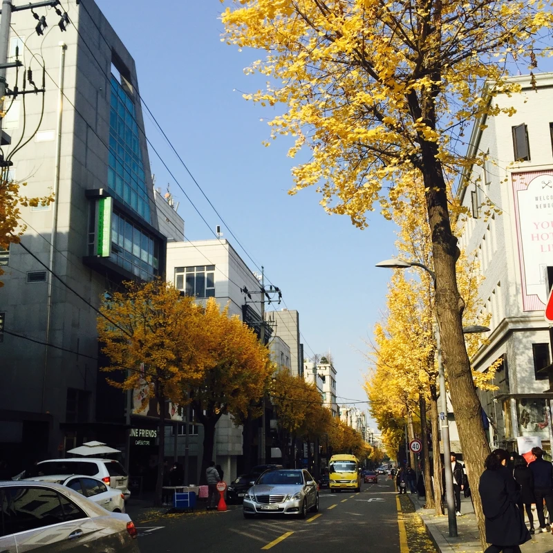 新沙洞林蔭道。