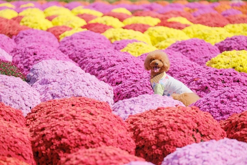 可愛球狀的盆菊，近拍如置身粉嫩夢幻情境中