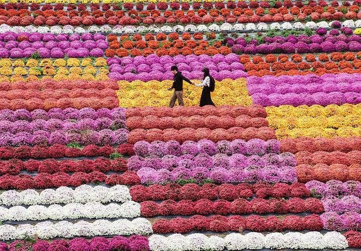 從遠處能將盆菊齊花綻放的壯麗景色盡收眼底