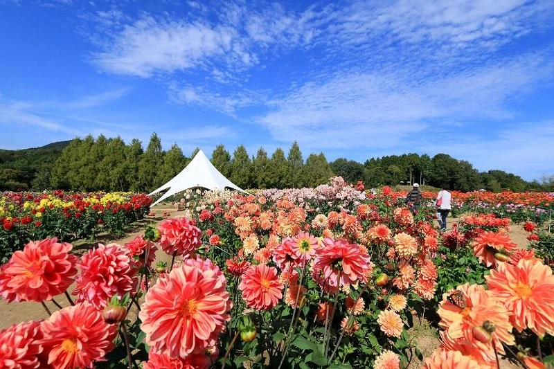 花瓣層層疊疊立體感十足的大理花，象徵著大富大貴，品種數量是西日本最多