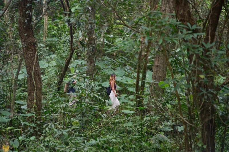 深邃層綠的山林路徑上有假酸漿、荖葉、山藤、九芎樹,都是獵人的食物。 深邃層綠的山林路徑上有假酸漿、荖葉、山藤、九芎樹,都是獵人的食物。