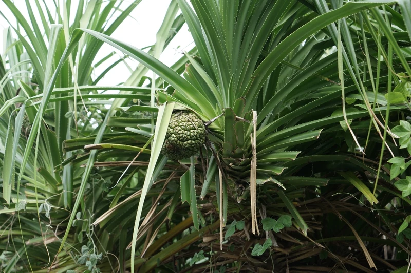 富岡地質公園生態相當豐富。 富岡地質公園生態相當豐富。