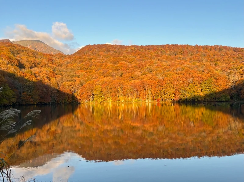 隨著太陽上升的角度變化回橘黃色的櫸木林。 隨著太陽上升的角度變化回橘黃色的櫸木林。