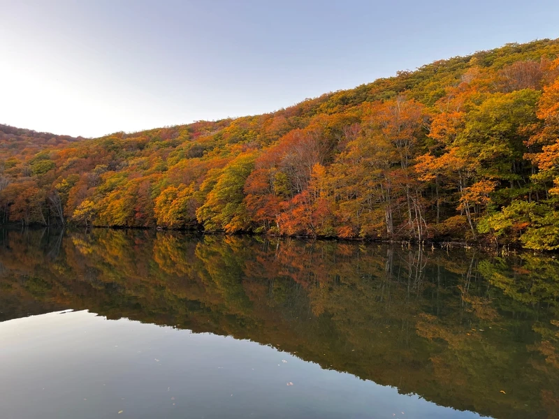 日落前另一側的櫸木林。 日落前另一側的櫸木林。
