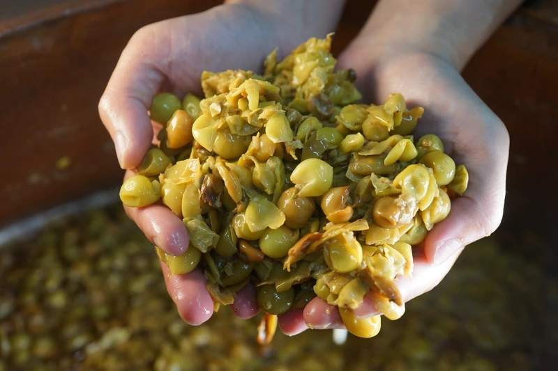 木杉葡萄。 木杉葡萄。