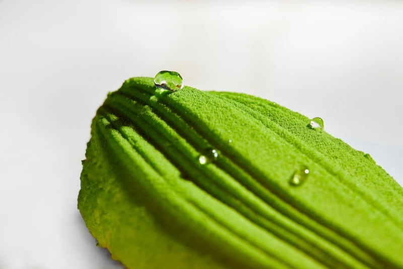 含苞待放 Blub。 含苞待放 Blub。