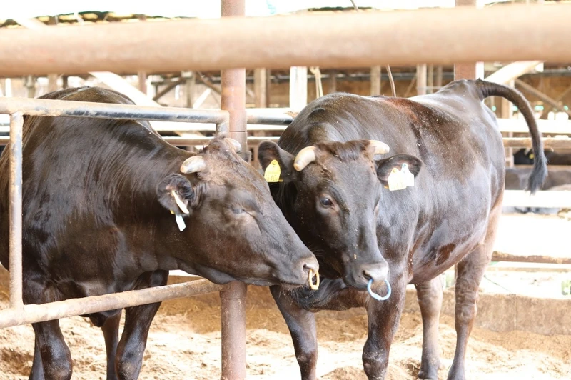 繼近江牛後苗林行又獨家代理了「尾崎牛」。 繼近江牛後苗林行又獨家代理了「尾崎牛」。