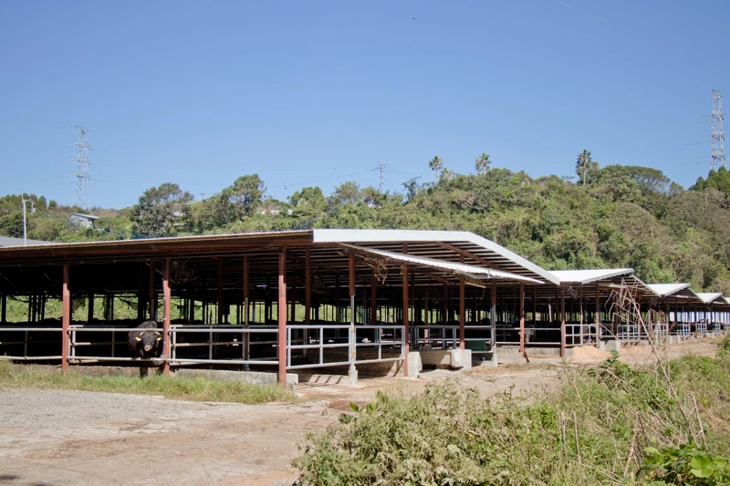尾崎牛生長於優質的環境之中。 尾崎牛生長於優質的環境之中。