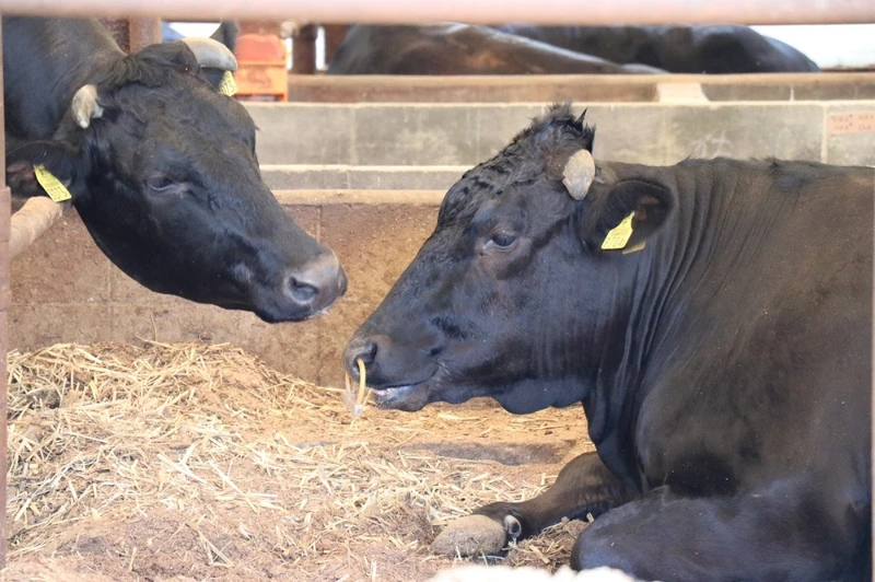 尾崎牛的飼料不含添加物更加入炭粉,牛糞臭味較低。 尾崎牛的飼料不含添加物更加入炭粉,牛糞臭味較低。