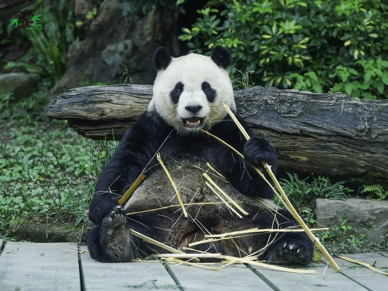 食慾旺盛，不小心吃太胖的團團