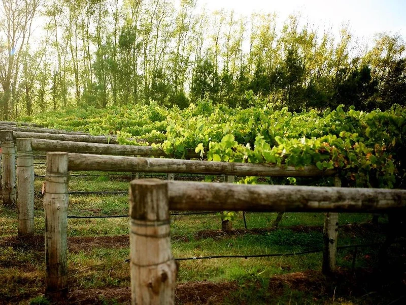 「Seppelt 獅鉑酒莊」來自澳洲。 「Seppelt 獅鉑酒莊」來自澳洲。