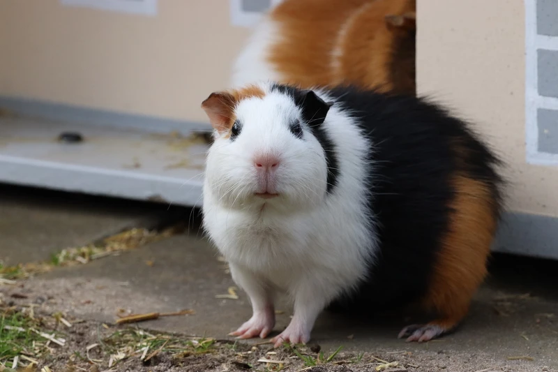 示意圖／翻攝自Pixabay作者Lars