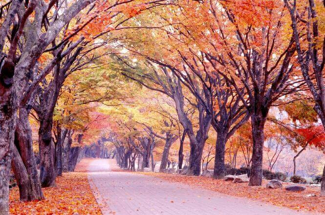 圖/內藏山國立公園官方網站 圖/內藏山國立公園官方網站