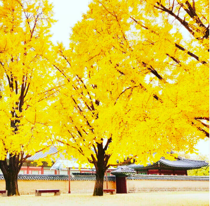 圖/景福宮官方Instergram 圖/景福宮官方Instergram