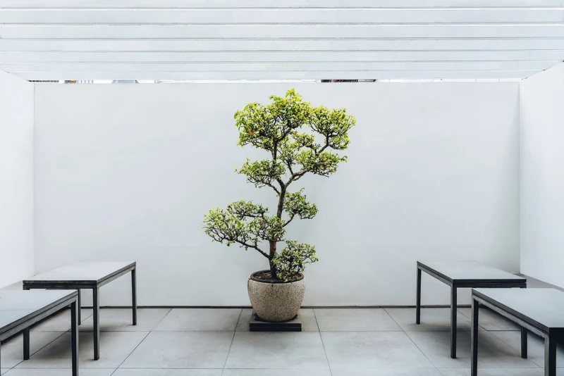 一旁有白色庭園,引入大量的自然光。 一旁有白色庭園,引入大量的自然光。