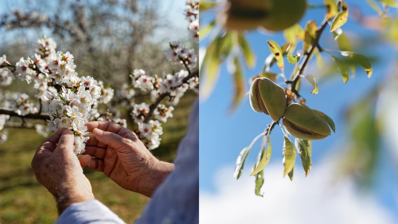 L’OCCITANE普羅旺斯瓦倫索高原杏仁樹。