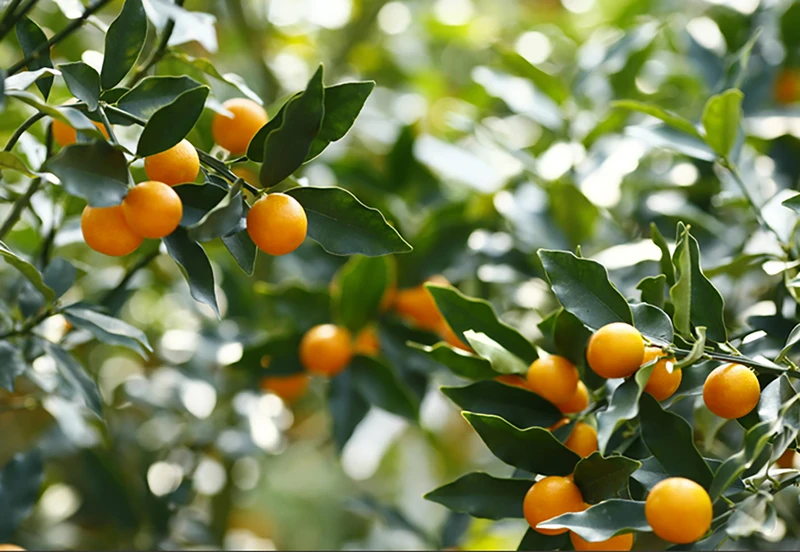 糖度16至18的完熟金桔(TAMA TAMA)。 糖度16至18的完熟金桔(TAMA TAMA)。