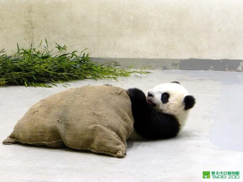 圓仔玩抱枕,可愛模樣不容錯過 圓仔玩抱枕,可愛模樣不容錯過