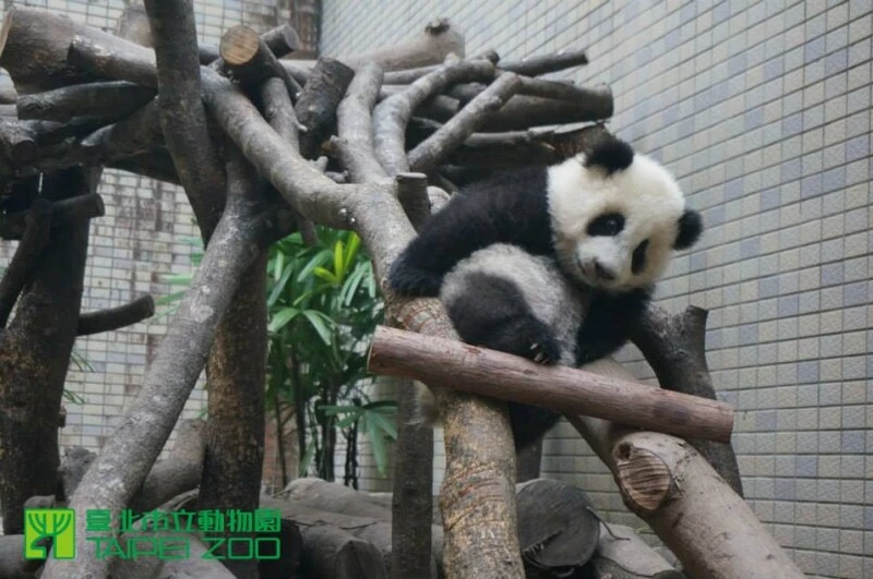 圓仔悠閒的在戶外活動 圓仔悠閒的在戶外活動