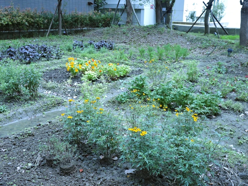 餐廳後方種植了數十種香草植物,全都有機會成為料理素材。 餐廳後方種植了數十種香草植物,全都有機會成為料理素材。