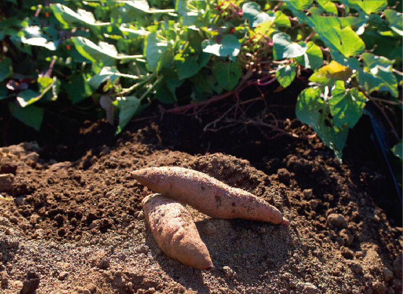 鹿兒島擁有日本第一的甘藷生產量。