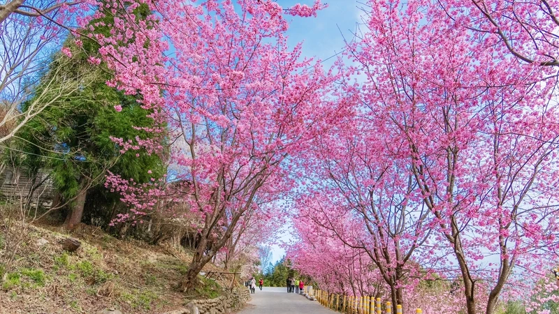 司馬庫斯櫻花美景。Photo/IG@weitingforu授權提供 司馬庫斯櫻花美景。Photo/IG@weitingforu授權提供