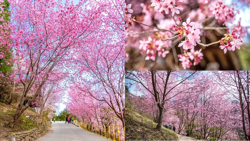 司馬庫斯櫻花美景。Photo/IG@weitingforu授權提供 司馬庫斯櫻花美景。Photo/IG@weitingforu授權提供