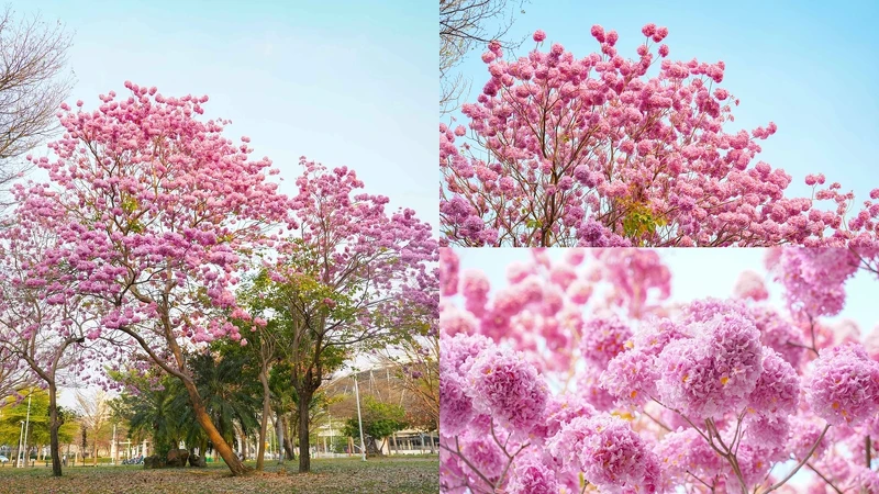 大義公園粉紅風鈴木 大義公園粉紅風鈴木