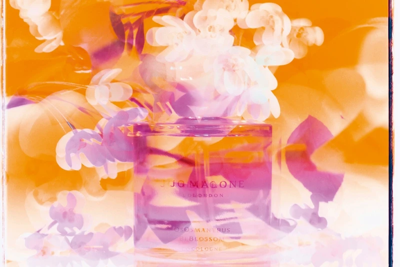 Jo Malone London 2023東方花園系列桂花香水形象圖。 Jo Malone London 2023東方花園系列桂花香水形象圖。