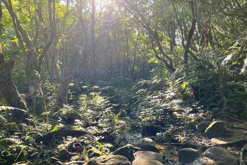 臺北大縱走第四段:雙溪溝古道原始又美麗,無疑是臺北大縱走第四段中最美麗的一段步道。 臺北大縱走第四段:雙溪溝古道原始又美麗,無疑是臺北大縱走第四段中最美麗的一段步道。