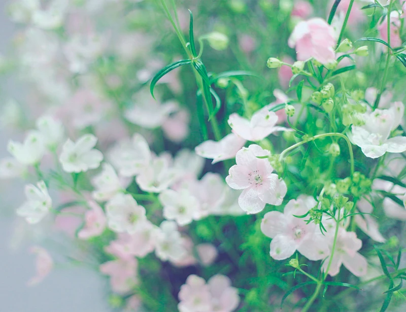 翠雀花（桜媛）。