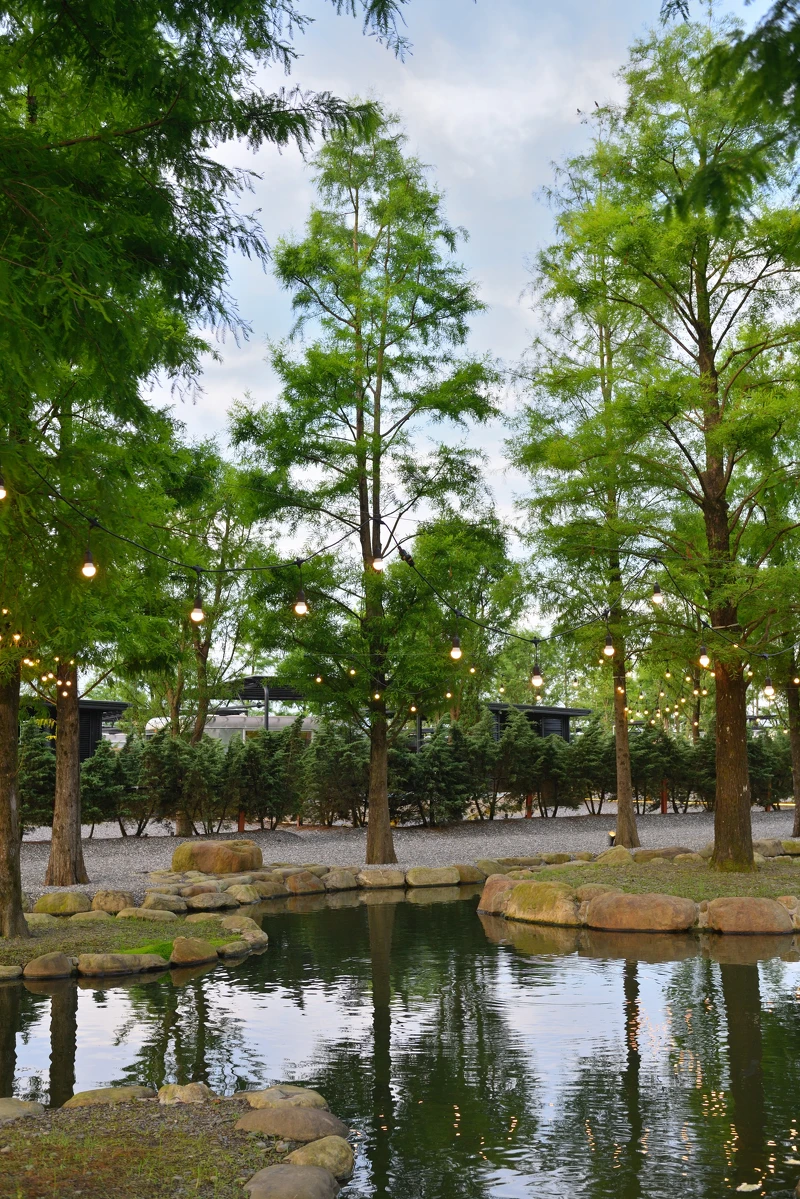 北美落羽松林及銀針柏