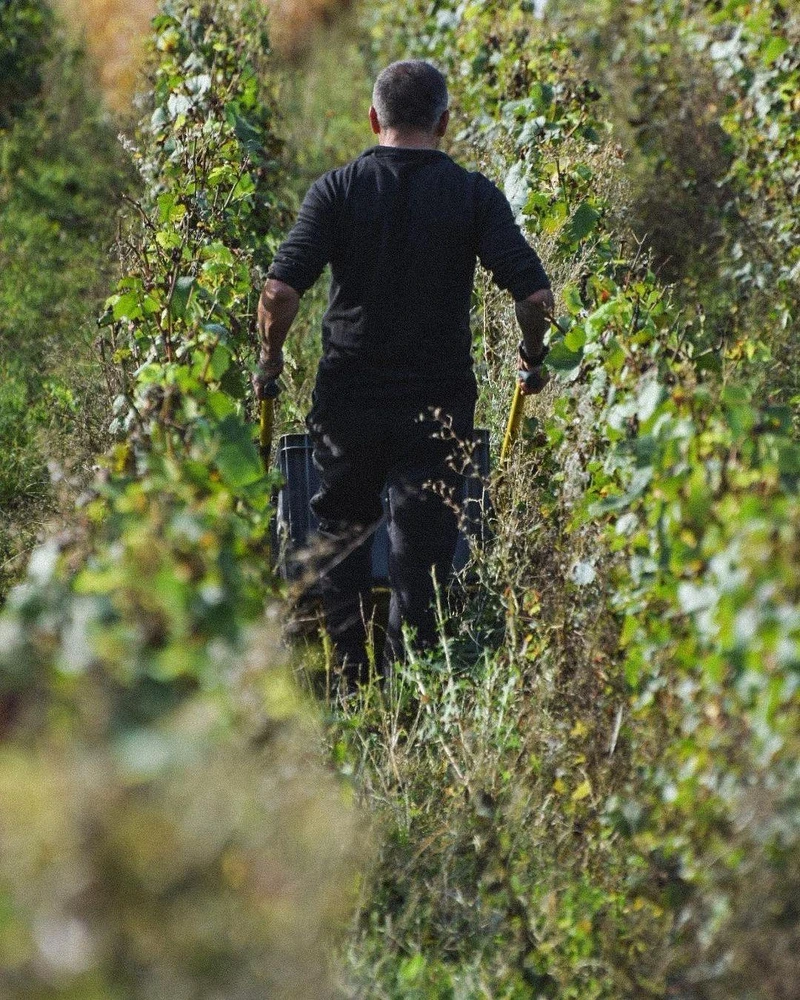 天夢始終相信「當地球美麗，葡萄酒就會美好」。