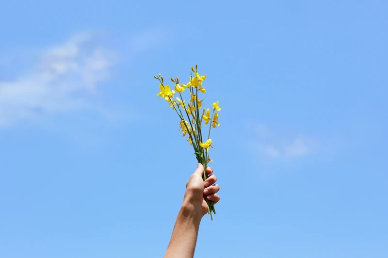 L’OCCITANE歐舒丹原野之心金雀花系列金雀花束情境照。