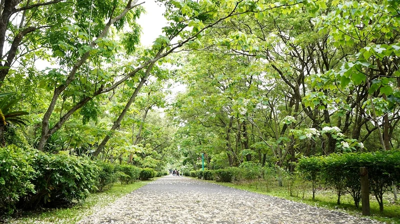 Photo/IG @vincent_chien0619 授權提供、林務局花蓮林區管理處 FB Photo/IG @vincent_chien0619 授權提供、林務局花蓮林區管理處 FB