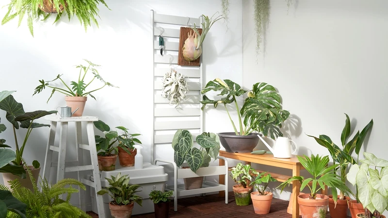 可以買到大型植栽！