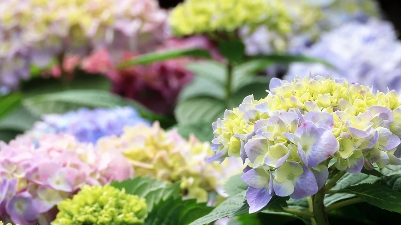 「名陽匍休閒農莊」繡球花初綻放 「名陽匍休閒農莊」繡球花初綻放