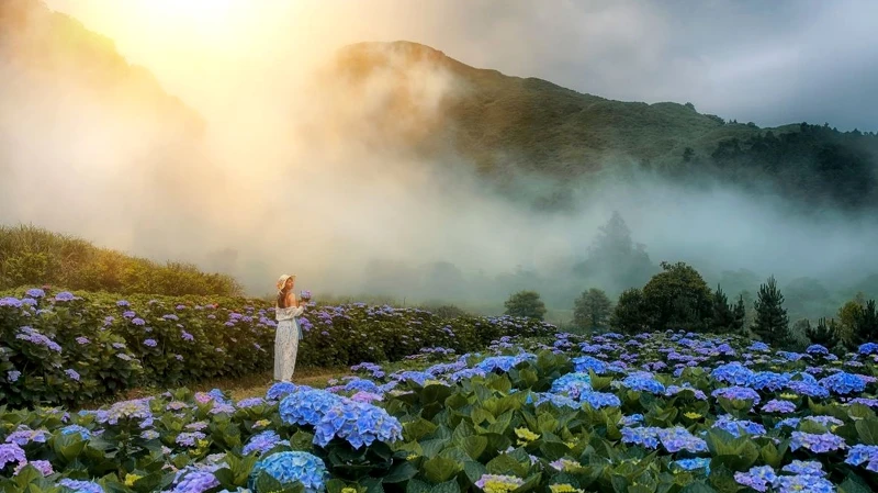 竹子湖繡球花季絕美畫面! 竹子湖繡球花季絕美畫面!