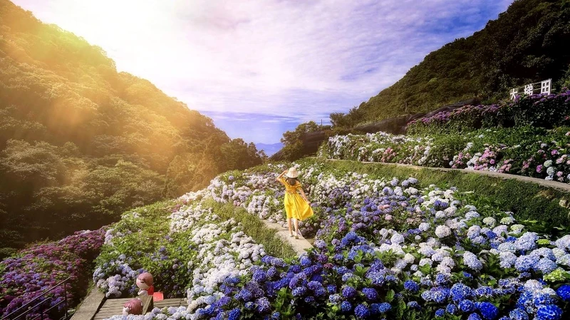 竹子湖繡球花季絕美畫面! 竹子湖繡球花季絕美畫面!