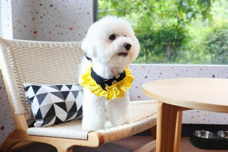 圖/@bibichi.bichon 圖/@bibichi.bichon