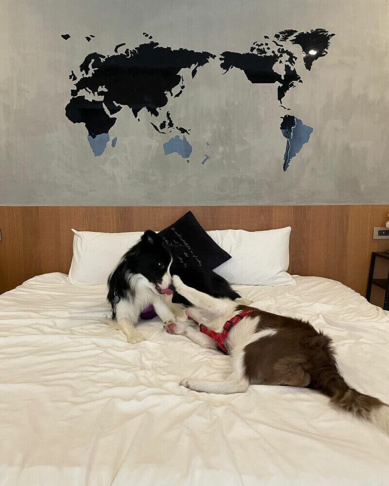 圖/@bordercollie_autumn_kuri 圖/@bordercollie_autumn_kuri